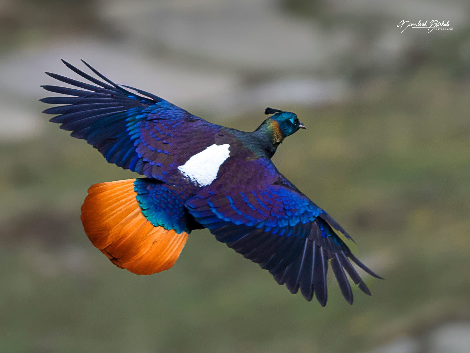 (c) ‎Kamlesh Mirkale‎